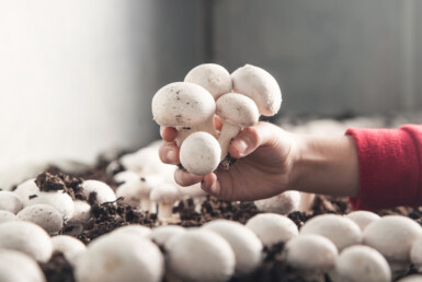 Производство грибов