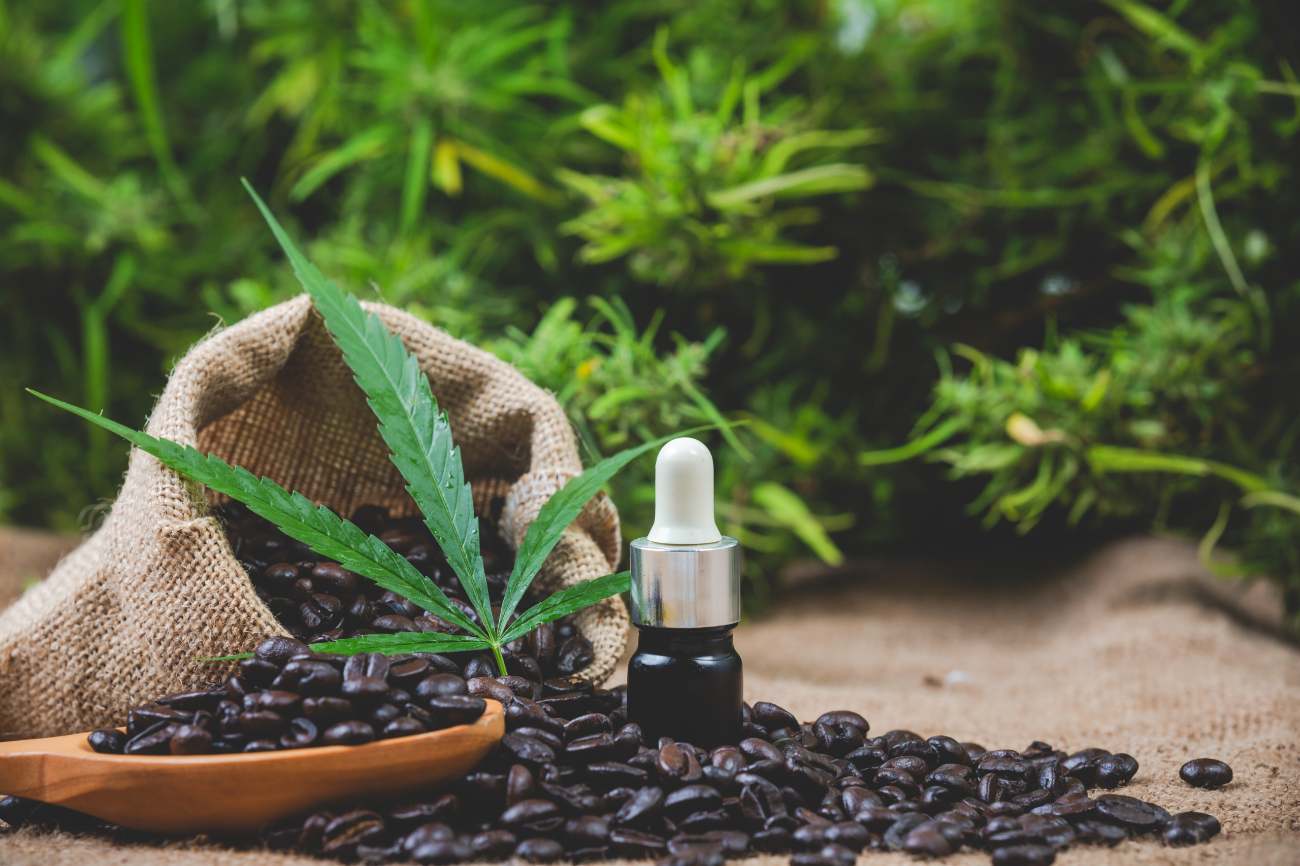 European cannabis genetics company